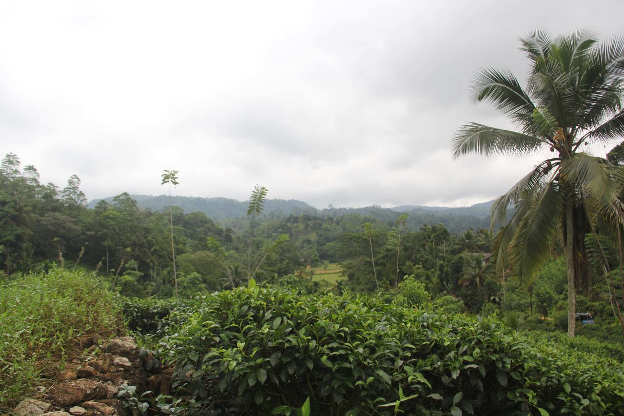 Rainforest Mount Lodge Deniyaya Buitenkant foto