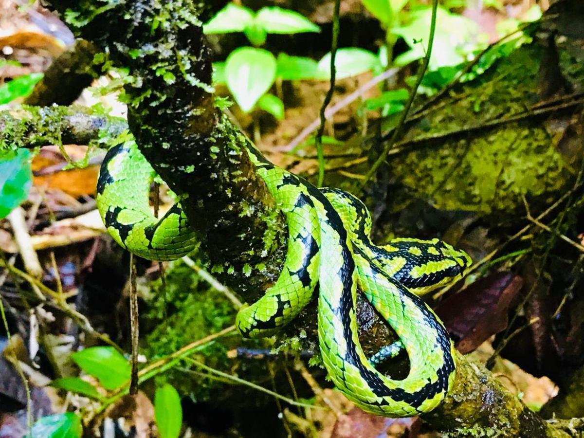 Rainforest Mount Lodge Deniyaya Buitenkant foto